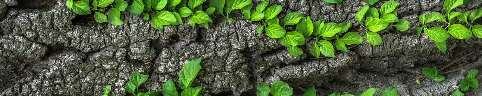 banner-header